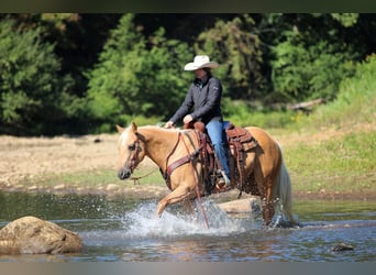 Caballo cuarto de milla, Caballo castrado, 7 años, 150 cm, Palomino