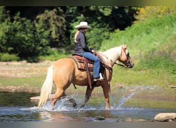 Caballo cuarto de milla, Caballo castrado, 7 años, 150 cm, Palomino