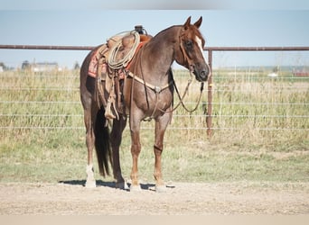 Caballo cuarto de milla, Caballo castrado, 7 años, 150 cm, Ruano alazán