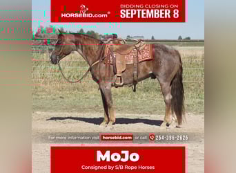 Caballo cuarto de milla, Caballo castrado, 7 años, 150 cm, Ruano alazán