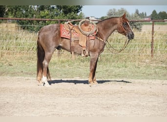 Caballo cuarto de milla, Caballo castrado, 7 años, 150 cm, Ruano alazán