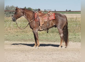 Caballo cuarto de milla, Caballo castrado, 7 años, 150 cm, Ruano alazán