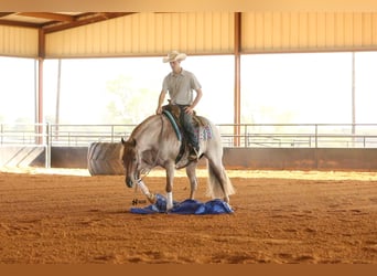 Caballo cuarto de milla, Caballo castrado, 7 años, 150 cm, Ruano alazán