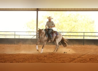 Caballo cuarto de milla, Caballo castrado, 7 años, 150 cm, Ruano alazán