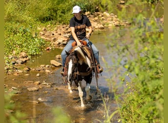 Caballo cuarto de milla, Caballo castrado, 7 años, 150 cm, Tobiano-todas las-capas