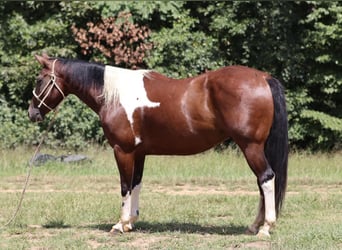 Caballo cuarto de milla, Caballo castrado, 7 años, 150 cm, Tobiano-todas las-capas