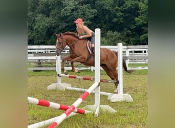 Caballo cuarto de milla, Caballo castrado, 7 años, 152 cm, Alazán rojizo