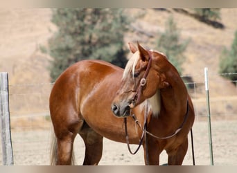 Caballo cuarto de milla, Caballo castrado, 7 años, 152 cm, Alazán rojizo