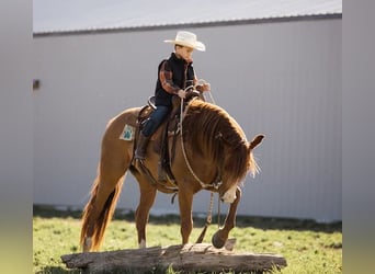 Caballo cuarto de milla, Caballo castrado, 7 años, 152 cm, Alazán rojizo