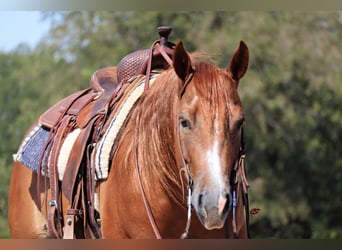 Caballo cuarto de milla, Caballo castrado, 7 años, 152 cm, Alazán rojizo