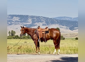 Caballo cuarto de milla, Caballo castrado, 7 años, 152 cm, Alazán rojizo