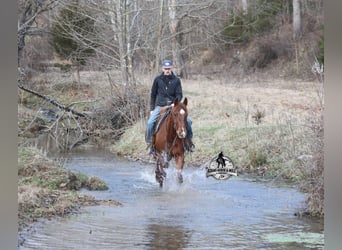 Caballo cuarto de milla, Caballo castrado, 7 años, 152 cm, Alazán-tostado