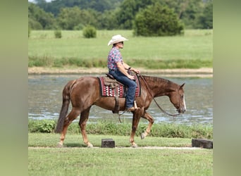 Caballo cuarto de milla, Caballo castrado, 7 años, 152 cm, Alazán-tostado