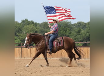 Caballo cuarto de milla, Caballo castrado, 7 años, 152 cm, Alazán-tostado