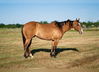 Caballo cuarto de milla, Caballo castrado, 7 años, 152 cm, Bayo