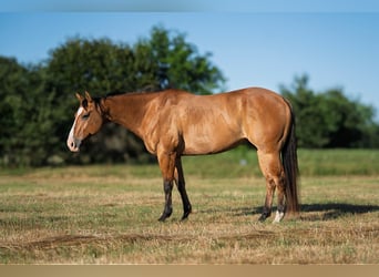 Caballo cuarto de milla, Caballo castrado, 7 años, 152 cm, Bayo