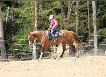 Caballo cuarto de milla, Caballo castrado, 7 años, 152 cm, Bayo