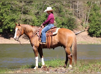 Caballo cuarto de milla, Caballo castrado, 7 años, 152 cm, Bayo