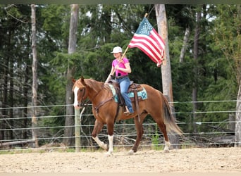 Caballo cuarto de milla, Caballo castrado, 7 años, 152 cm, Bayo