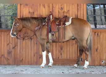 Caballo cuarto de milla, Caballo castrado, 7 años, 152 cm, Bayo