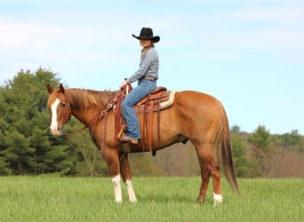 Caballo cuarto de milla, Caballo castrado, 7 años, 152 cm, Bayo