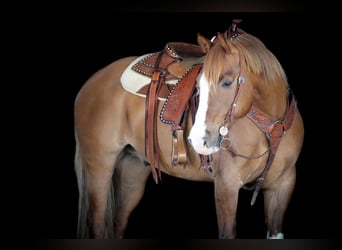 Caballo cuarto de milla, Caballo castrado, 7 años, 152 cm, Bayo