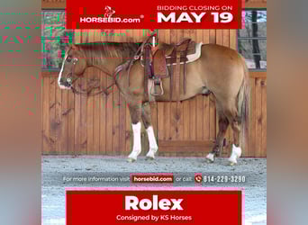Caballo cuarto de milla, Caballo castrado, 7 años, 152 cm, Bayo