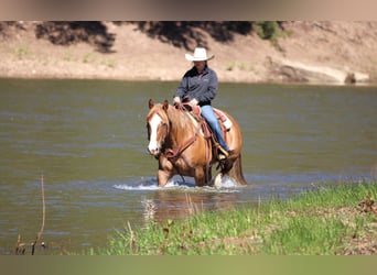 Caballo cuarto de milla, Caballo castrado, 7 años, 152 cm, Bayo