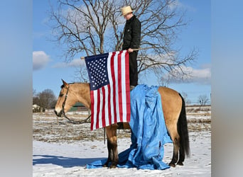 Caballo cuarto de milla Mestizo, Caballo castrado, 7 años, 152 cm, Buckskin/Bayo