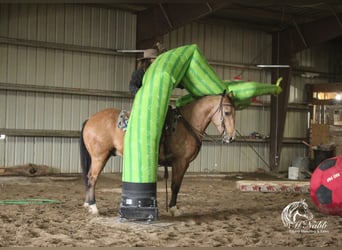 Caballo cuarto de milla, Caballo castrado, 7 años, 152 cm, Buckskin/Bayo