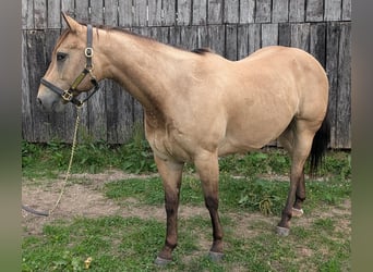 Caballo cuarto de milla, Caballo castrado, 7 años, 152 cm, Buckskin/Bayo