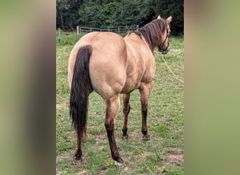 Caballo cuarto de milla, Caballo castrado, 7 años, 152 cm, Buckskin/Bayo