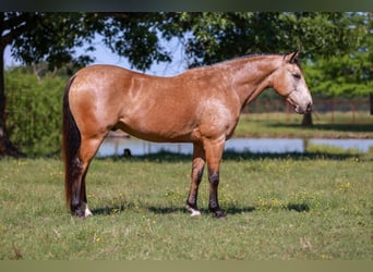 Caballo cuarto de milla, Caballo castrado, 7 años, 152 cm, Buckskin/Bayo
