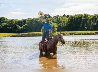 Caballo cuarto de milla, Caballo castrado, 7 años, 152 cm, Buckskin/Bayo