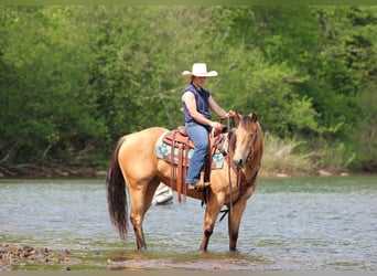 Caballo cuarto de milla, Caballo castrado, 7 años, 152 cm, Buckskin/Bayo