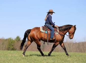 Caballo cuarto de milla, Caballo castrado, 7 años, 152 cm, Buckskin/Bayo