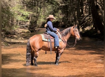 Caballo cuarto de milla, Caballo castrado, 7 años, 152 cm, Buckskin/Bayo