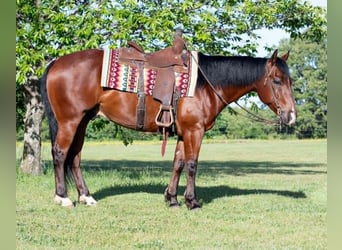 Caballo cuarto de milla, Caballo castrado, 7 años, 152 cm, Castaño rojizo
