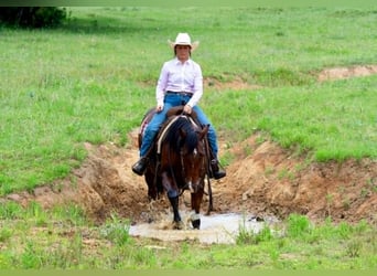 Caballo cuarto de milla, Caballo castrado, 7 años, 152 cm, Castaño rojizo