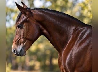 Caballo cuarto de milla, Caballo castrado, 7 años, 152 cm, Castaño rojizo