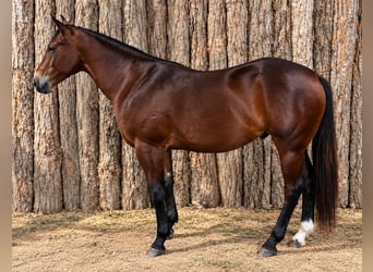 Caballo cuarto de milla, Caballo castrado, 7 años, 152 cm, Castaño rojizo