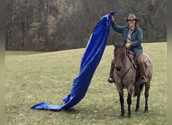 Caballo cuarto de milla, Caballo castrado, 7 años, 152 cm, Castaño-ruano