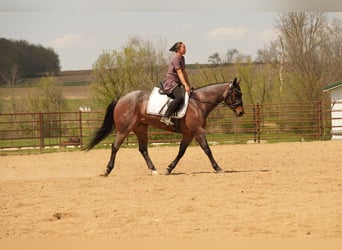 Caballo cuarto de milla, Caballo castrado, 7 años, 152 cm, Castaño-ruano
