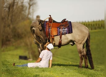 Caballo cuarto de milla, Caballo castrado, 7 años, 152 cm, Grullo