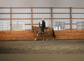 Caballo cuarto de milla, Caballo castrado, 7 años, 152 cm, Grullo