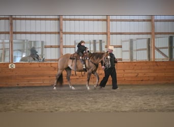 Caballo cuarto de milla, Caballo castrado, 7 años, 152 cm, Grullo