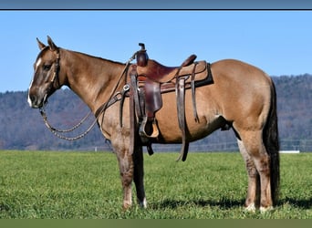 Caballo cuarto de milla, Caballo castrado, 7 años, 152 cm, Grullo