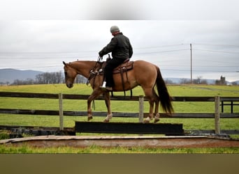 Caballo cuarto de milla, Caballo castrado, 7 años, 152 cm, Grullo