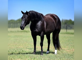 Caballo cuarto de milla, Caballo castrado, 7 años, 152 cm, Negro