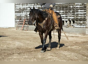 Caballo cuarto de milla, Caballo castrado, 7 años, 152 cm, Negro